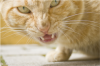 Aggression in cats